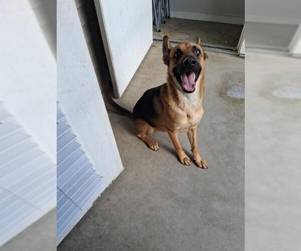 Medium Photo #1 German Shepherd Dog Puppy For Sale in San Antonio, TX, USA