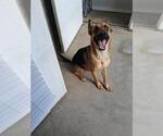 Small German Shepherd Dog