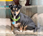 Small #1 Chihuahua