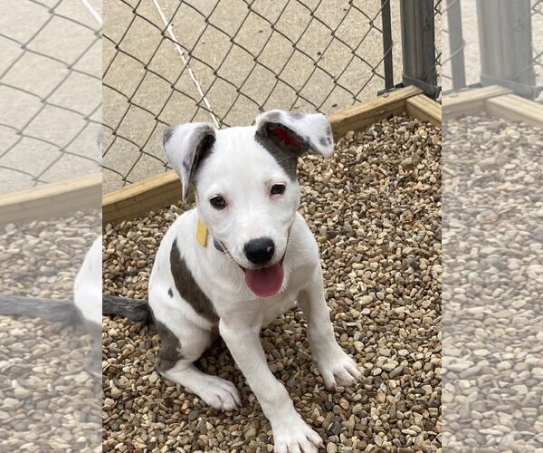 Medium Photo #3 Mutt Puppy For Sale in Euless, TX, USA