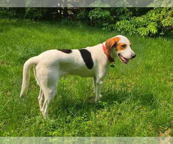Medium Photo #2 Mutt Puppy For Sale in Plainfield, IL, USA
