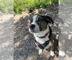 Small #2 Boxer Mix