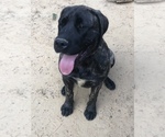 Small Mastiff