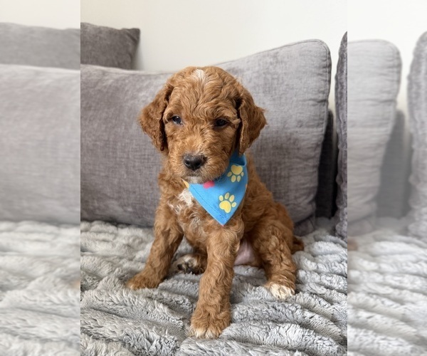 Medium Photo #20 Goldendoodle mix (+ Poodle Standard) Puppy For Sale in SEFFNER, FL, USA