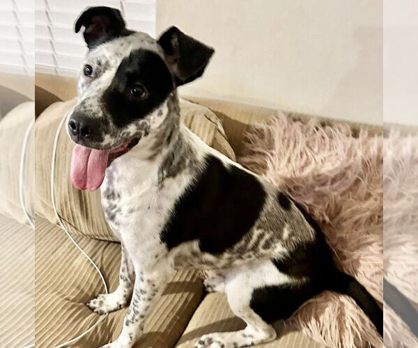 Medium Photo #1 Mutt Puppy For Sale in Missouri City, TX, USA