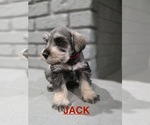 Puppy Jack Schnauzer (Miniature)