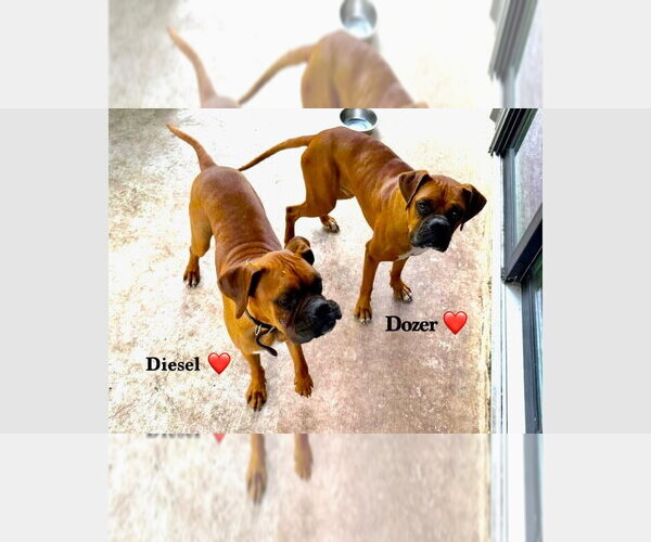 Medium Photo #1 Boxer Puppy For Sale in Austin, TX, USA