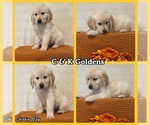 Puppy 2 Golden Retriever