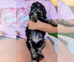 Small #2 Miniature Bernedoodle