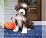 Millie - Female Bernedoodle (Miniature) Puppy for Sale - Photo #3