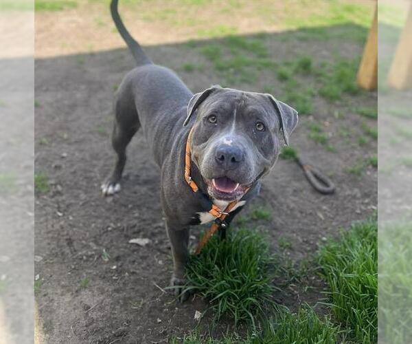 Medium Photo #1 Mutt Puppy For Sale in Modesto, CA, USA