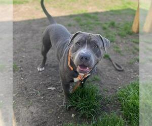 Mutt Dogs for adoption in Modesto, CA, USA