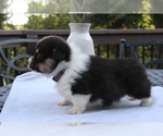 Small #12 Pembroke Welsh Corgi