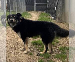 Chow Chow-Retriever  Mix Dogs for adoption in New Oxford , PA, USA