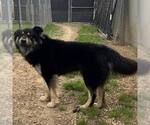 Small Chow Chow-Retriever  Mix