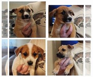 Mutt Dog for Adoption in CADDO MILLS, Texas USA