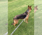 Small #9 German Shepherd Dog