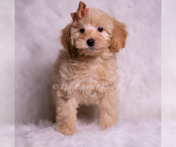Medium Photo #29 Goldendoodle (Miniature) Puppy For Sale in WARSAW, IN, USA