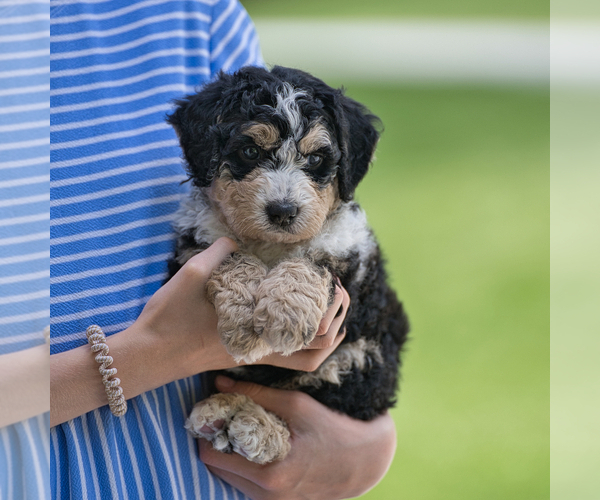 Medium Photo #4 Bernedoodle Puppy For Sale in FREDERICKSBURG, OH, USA