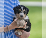 Small #3 Bernedoodle