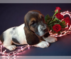 Basset Hound Puppy for sale in SALEM, WV, USA