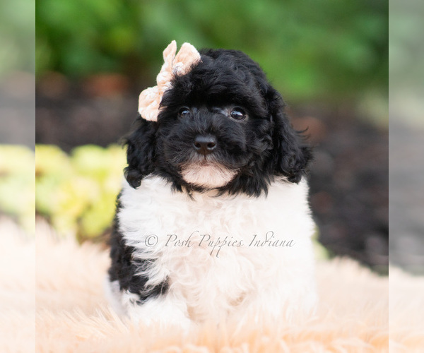 Medium Photo #1 Goldendoodle (Miniature) Puppy For Sale in WARSAW, IN, USA