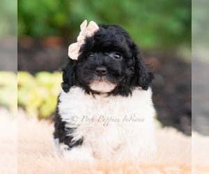 Medium Goldendoodle (Miniature)