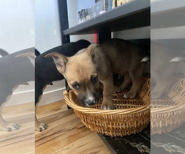 Medium Photo #2 Mutt Puppy For Sale in Sandy, UT, USA