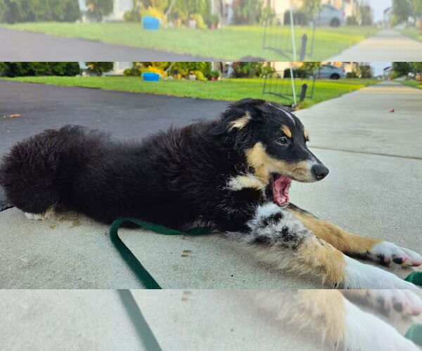 Medium Photo #4 Australian Shepherd Puppy For Sale in Wheaton, IL, USA