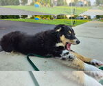 Small #3 Australian Shepherd