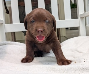 Medium Labrador Retriever