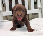 Puppy Moose Labrador Retriever