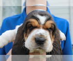 Small #2 Basset Hound