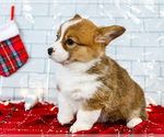 Small #11 Cardigan Welsh Corgi