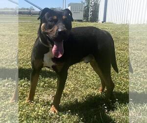 Rottweiler-Unknown Mix Dogs for adoption in Pryor, OK, USA