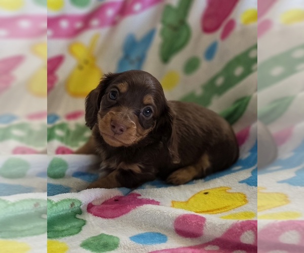 Medium Photo #1 Dachshund Puppy For Sale in SACRAMENTO, CA, USA