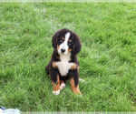 Small #3 Bernese Mountain Dog