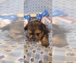Small #8 Yorkshire Terrier
