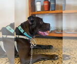 Small #28 American Pit Bull Terrier Mix