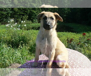 German Shepherd Dog Puppy for sale in PIEDMONT, MO, USA