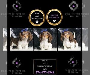 Dachshund Puppy for sale in WARSAW, IN, USA