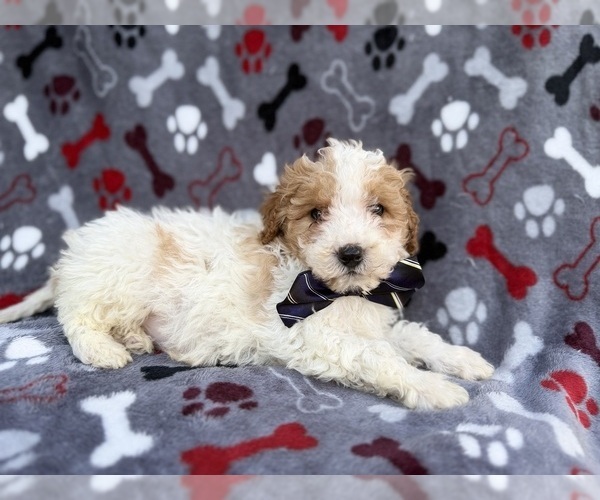 Medium Photo #1 Cavapoo (Miniature) Puppy For Sale in LAKELAND, FL, USA
