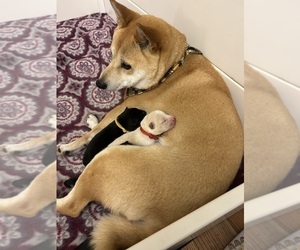 Mother of the Shiba Inu puppies born on 04/12/2025