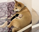 Small Photo #1 Shiba Inu Puppy For Sale in ELIZABETH CITY, NC, USA