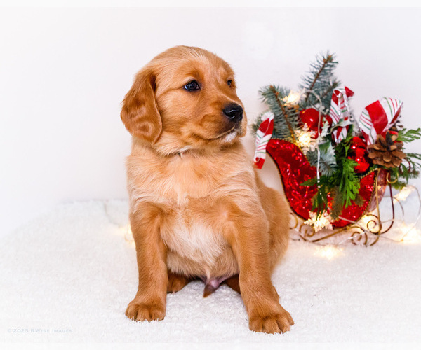 Medium Photo #11 Golden Retriever Puppy For Sale in WAKARUSA, IN, USA