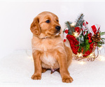 Small #10 Golden Retriever