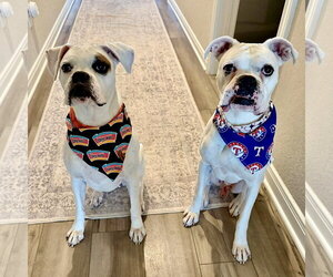Boxer Dogs for adoption in Dumont, NJ, USA