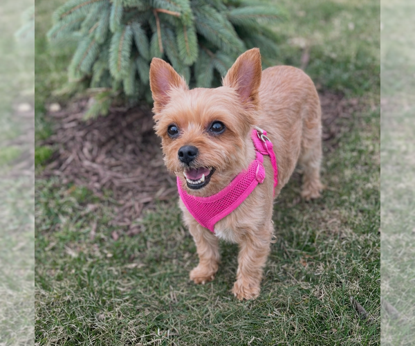 Medium Photo #1 Mutt Puppy For Sale in Allentown,, PA, USA