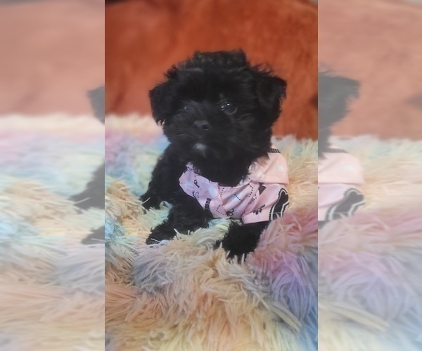 Medium Photo #3 Yorkshire Terrier Puppy For Sale in AKRON, OH, USA