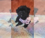 Small Photo #73 Yorkshire Terrier Puppy For Sale in AKRON, OH, USA